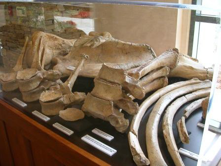 Mastodont Case 3